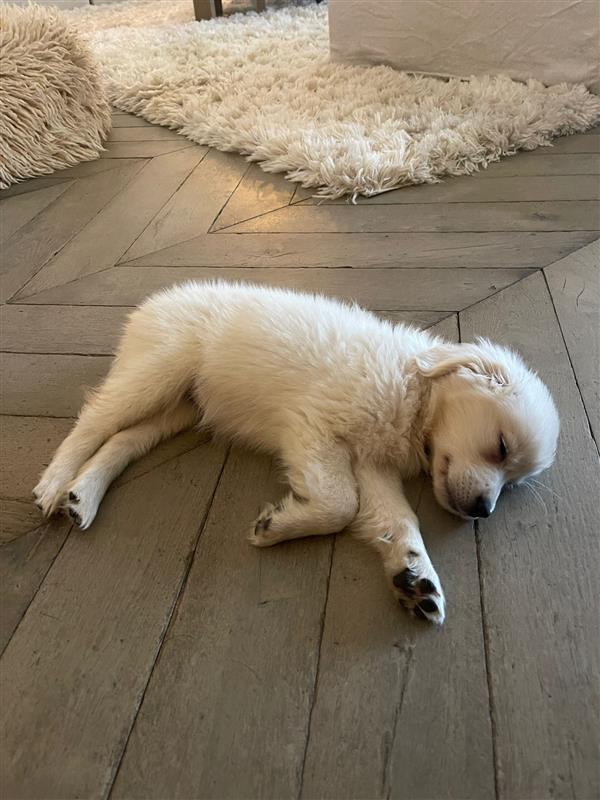 Engineered-Hardwood-Flooring-Types-Blog-VANTIA-2